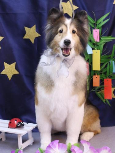 20230721ショコラちゃん